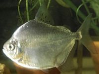 Balıkçıların oltasına son 20 günde üçüncü kez pirana takıldı