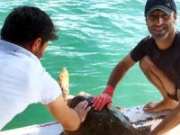 Caretta carettayı misina ile dubaya bağlayıp ölüme terk ettiler