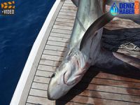 Antalya'da balıkçının oltasına köpek balığı takıldı