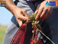 Çıldır Gölü'nde geçim kaynağı kerevit avı