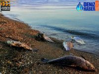 Tozlu Göleti'nde esrarengiz balık ölümleri