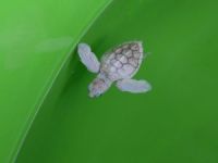 Albino deniz kaplumbağa yavrusu korumaya alındı