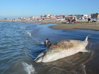 Karasu Sahili'nde ölü yunus balığı bulundu