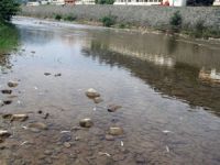 Giresun'daki Batlama Deresi'nde balık ölümleri gerçekleşti