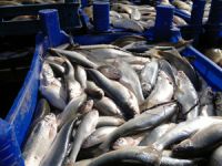 Düzce'de kaçak balık avcılığıyla mücadele ediliyor