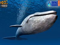 Dev balina dalgıcı teğet geçti, İşte o anlar!