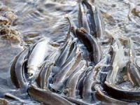 Van'da 14 bin insan balıkçılıkla geçimini sağlıyor