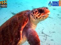 Caretta Caretta yine saldırdı