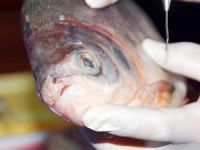 Kızılırmak’ta yakalanan balık 'Pirana' Değil 'Pacu' Çıktı