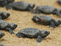 Hatay Büyükşehir Belediyesi “Doğa için buluşuyoruz” etkinliğine hazırlanıyor