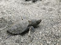 Yavru deniz kaplumbağaları denizle buluştu