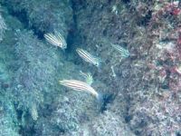 Antalya kıyılarında yeni balık türleri görüntülendi