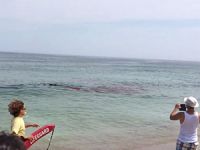 ABD'de dehşet anları! Sahil bir anda kana bulandı