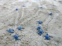 Kuşadası'nda 34 yavru Caretta Caretta denizle buluştu