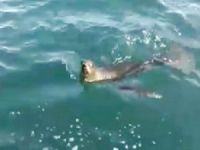 Kastamonu Cide açıklarında fok balığı görüntülendi