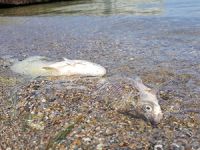 Tekerlek Gölü'nde suların çekilmesiye balık ölümleri yaşandı