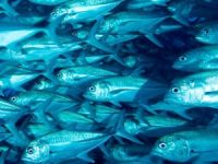 Türkiye, Norveçli balıkçıların pazar hedefi oldu