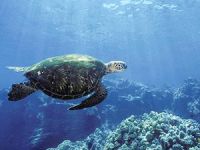 Çin, deniz kaplumbağaları için harekete geçti