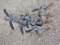 Mersin'de Caretta Carettaların yuvalama alanı satıldı