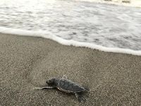 Yavru Caretta Carettalar, denizle buluştu