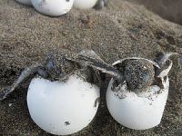 Yavru Caretta Carettaların denizle buluşması tamamlandı