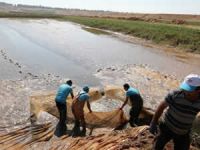 Atatürk Barajı balık üretimine katkı sağlıyor