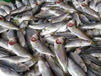 'İlçemizde avlanan balık miktarı 20 bin ton civarında'