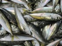 Marmara Denizi'ne açılan balıkçılar sardalya avladı