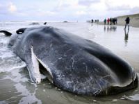 Balina ölümlerinin sebebi 'Kuzey Işıkları' olabilir