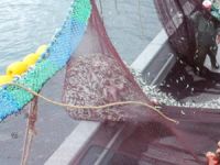 Nail Kırmacı, balıkçıları yasaklara uyması için uyardı