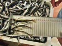 Yasal boy sınırı altında avlanan 90 ton istavrite el konuldu