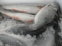 Balıklar tezgahlardaki yerini aldı