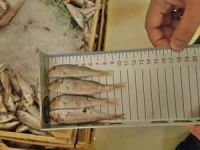 Balık boyu sınırına uymayan balıkçılara ikinci operasyon yapıldı