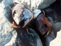 Gürpınar sahiline kilolarca ağırlığında orkinos balığı bırakıldı