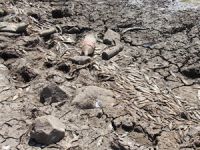 Gözegöl Göleti'nde binlerce balık telef oldu