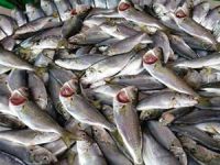 Fatsalı balıkçıların tezgahları dolup taştı