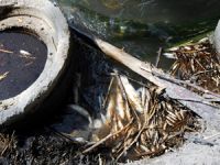 Osmaniye'de balıklar telef oldu