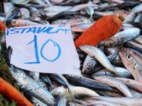 Uskumru da görülen bolluk, istavritte de yaşanıyor