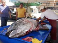 137 kilo ağırlığındaki balık, görenleri hayrete düşürdü