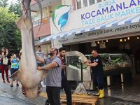 Marmara'da 2 köpek balığı ağa takıldı