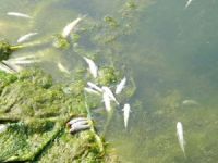 Sultan Çayı'nda balık ölümleri tedirgin etti