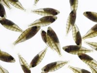 Balıklar, Genetik Seleksiyon Programı ile büyütüldü