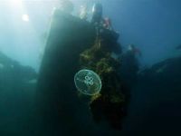 Marmara Denizi'ndeki mercanlar kurtarıldı