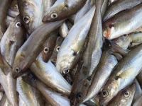 Türkiye'nin balık ihracatı yüzde 20 arttı