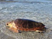 Tedavi edilen 3 Caretta Caretta denizle buluştu