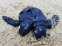 Mersin'de çift başlı deniz kaplumbağası bulundu