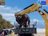 İspanya'da dev deniz kaplumbağası karaya vurdu