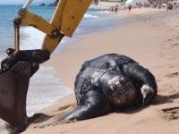 İspanya'da sahile vuran deniz kaplumbağası korkuttu