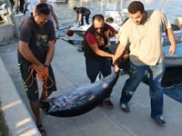 Amatör balıkçıların oltasına 75 kiloluk orkinos takıldı