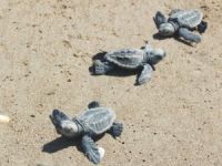 Caretta Caretta yavruları deniz ile buluşturuldu